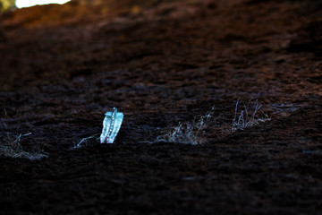 Cactus en medio de una piedra