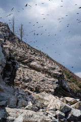 Russia, Irkutsk region, Baikal lake, July 2020: scenic landscape, groups of birds flying over bird island