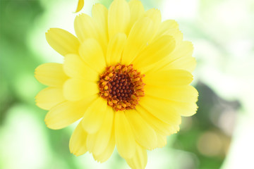 Żółty kwiat 3