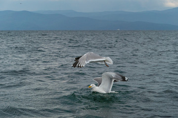 Fototapeta na wymiar Russia, Irkutsk region, Baikal lake, July 2020: Wild seagulls hunting on fish on dark blue water