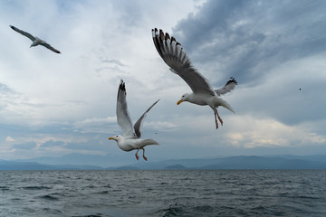 Fototapeta na wymiar Wild seagulls flying low to water of Baikal Lake, close up view