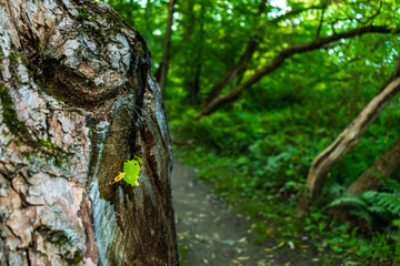 Obraz premium Walking and taking photos in Quebec city