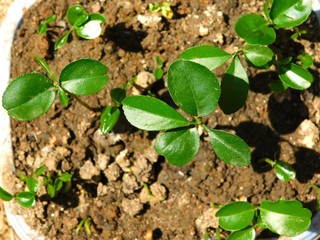 orange plant planta de naranja