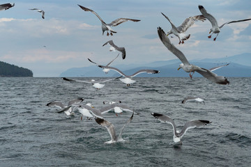 Wild seagulls flying low to water of Baikal Lake, close up view