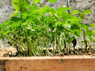 papaya plant planta de papaya