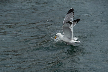 Wild seagulls flying low to water of Baikal Lake, close up view