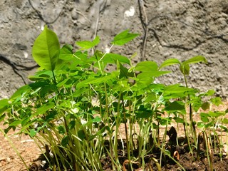 papaya plant planta de papaya