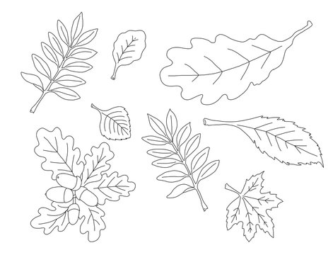 coloring page autumn leaves collection, hand drawing, white background isolated, education sheet for kids