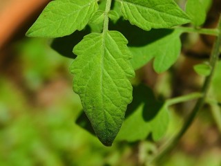 tomato plant planta de tomate