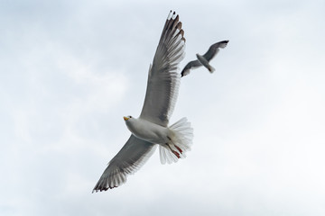 Wildlife of russian north: white seagulls flying high in a cloudy rainy sky over Baikal Lake