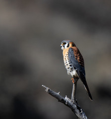 Kestrel 