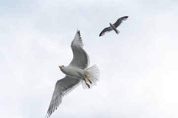 Wildlife of russian north: white seagulls flying high in a cloudy rainy sky over Baikal Lake