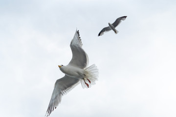 Obraz premium Wildlife of russian north: white seagulls flying high in a cloudy rainy sky over Baikal Lake