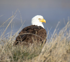 american bald eagle