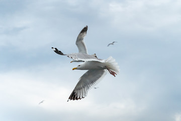 Fototapeta na wymiar Wildlife of russian north: white seagulls flying high in a cloudy rainy sky over Baikal Lake
