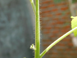 tomato plant planta de tomate