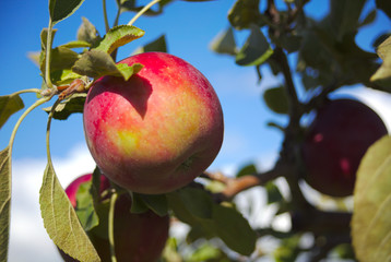 apples in tree red fruits picking agriculture market