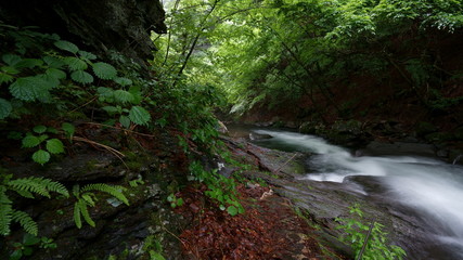 初夏の緑の森の中の渓流　-日本、長野県、杜鵑峡