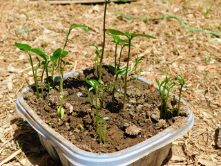 orange plant planta de naranja