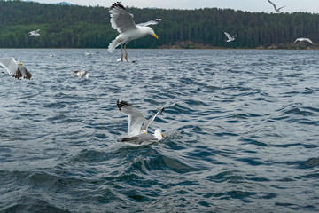 Fototapeta na wymiar Wildlife of russian north: flocks of seagulls flying, attacking and hunting over Baikal lake water