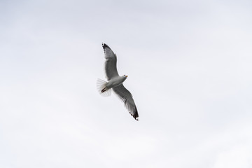 Russia, Irkutsk region, Baikal lake, July 2020: lonely seagull is flying in a blue cloudy sky