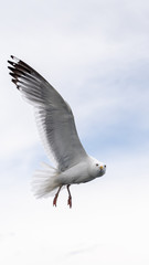 Russia, Irkutsk region, Baikal lake, July 2020: lonely seagull is flying in a blue cloudy sky