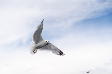 Russia, Irkutsk region, Baikal lake, July 2020: lonely seagull is flying in a blue cloudy sky