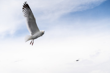 Russia, Irkutsk region, Baikal lake, July 2020: lonely seagull is flying in a blue cloudy sky