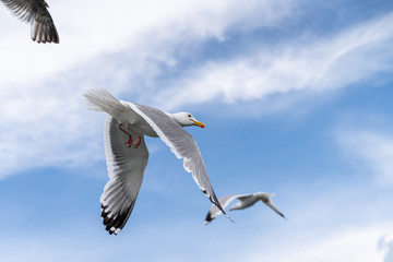 Flying seagulls of russian north, close up view with wings, eyes and faces visible
