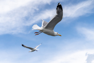 Flying seagulls of russian north, close up view with wings, eyes and faces visible
