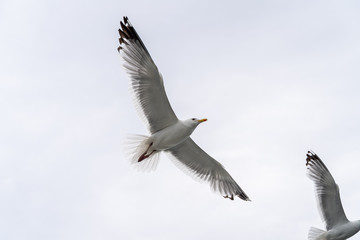 Flying seagulls of russian north, close up view with wings, eyes and faces visible