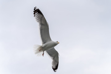 Flying seagulls of russian north, close up view with wings, eyes and faces visible