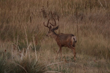 Mule Deer Buck with antlers still in velvet