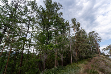 Irkutsk region, Olkhon, Baikal lake, July 2020: dramatic landscape before the storm, from down to up view of the sky