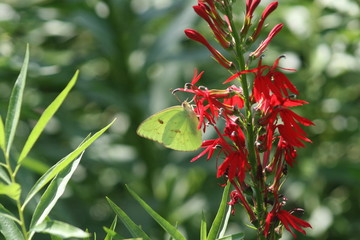 Light Green Butterfly on Red Flower 2020 II