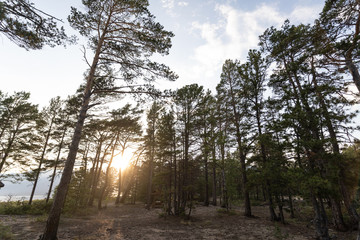 Summer sunset on russian north: sun shining through rare pines