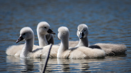 Fototapeta premium swans on the river