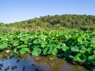 water lilies at the Fontmerle pond in French Riviera