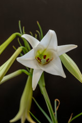 White lily in full blooming in Japan