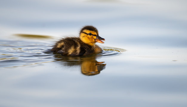 Mallard ducklings