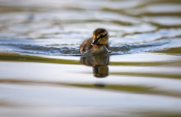Mallard ducklings
