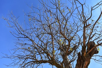 ARBOL