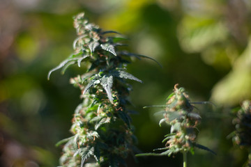 Marijuana grows in nature. 