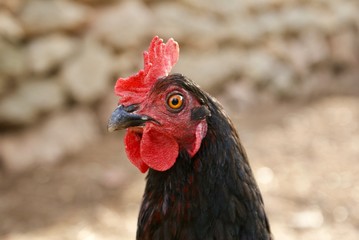 portrait of a rooster