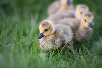Goslings in the spring