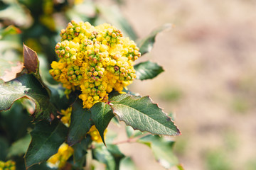 Beautiful yellow Ilex flowers, Ilex aquifolium, in spring against a bokeh background