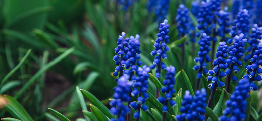 Lavender plant in the garden. Close up flower in field