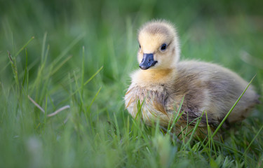 Goslings in the spring