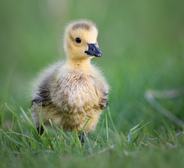 Goslings in the spring