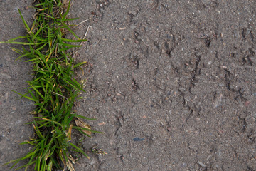 Close up on ground outdoors with green grass and asphalt footpath detail.